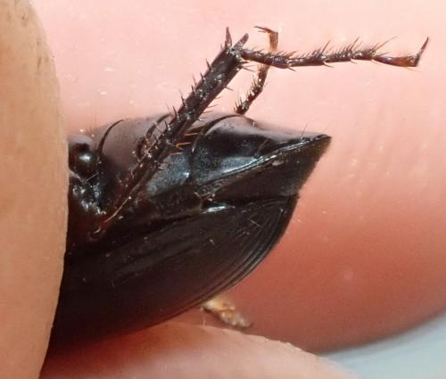 Harpalus dimidiatus